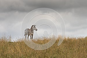Zebra under a stormy sky.