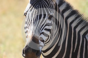 Zebra Upclose