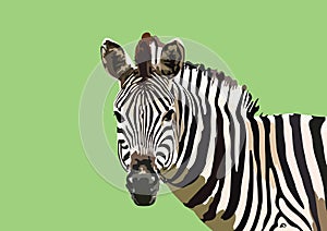 Zebra Vector Tracing Art Design Portrait