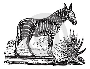 Zebra, vintage engraving