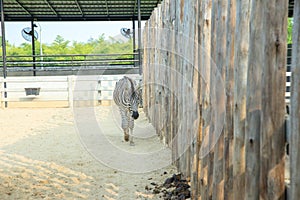 Zebra walk in the zoo in Sriayuthaya Lion Park , focus selective