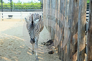 Zebra walk in the zoo in Sriayuthaya Lion Park , focus selective
