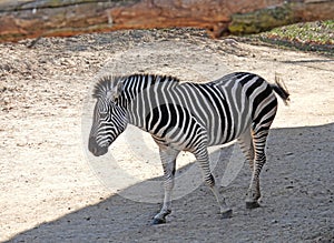 Zebra in zoo setting with distinctive black & white stripes photo