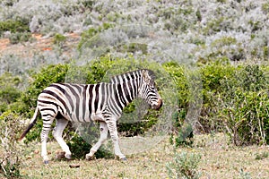 Zebra walking away from the tribe