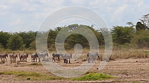 Zebra Walking Through Dusty Amboseli Kenya Field