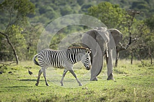 Zebra walking with elephant in the background in Ol Pajeta Conservancy in Kenya