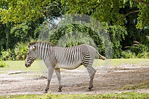 Zebra walking on the grass in natural reerve