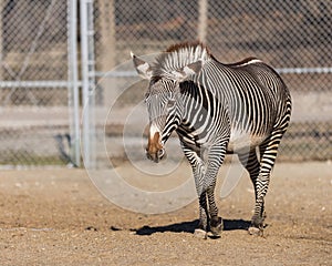 Zebra walking in its enclosure at Brookfield Zoo