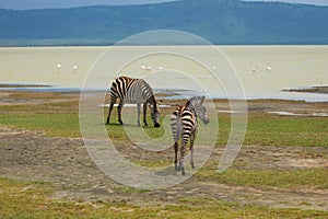 Zebra walking beside the lake in the Ngorongoro Crater, flamingos in the background in Tanzania.