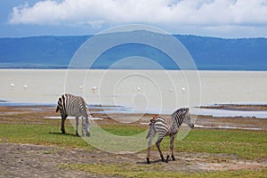 Zebra walking beside the lake in the Ngorongoro Crater, flamingos in the background in Tanzania