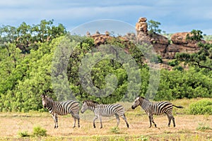 Zebra walking in Mashtu Game Reserve