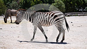 zebra walking in a mexican zoo