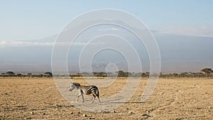Zebra walking with mt kilimanjaro in the distance at amboseli, kenya