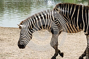 Zebra walking near river water
