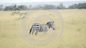 A Zebra Walking The plains In Sosian Range In Laikipia, Kenya. -wide s