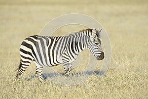 Zebra walking on savanna