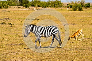 An zebra walking in the savannah of the Masai Mara Park