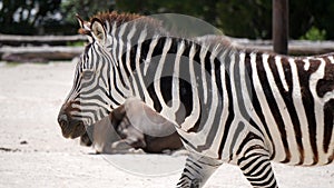 zebra walking in a zoo