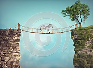 The zebra walks on a bridge between two rocks. Risk taking and destination concept