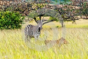 a zebra and a warthog in the Mlilwane Wildlife, a game reserve in Swaziland.