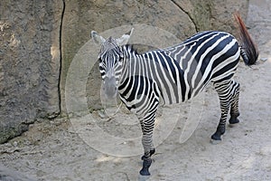 A zebra is watching its surroundings vigilantly.