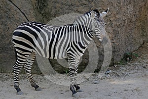 A zebra is watching its surroundings vigilantly.