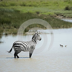 Zebra in water