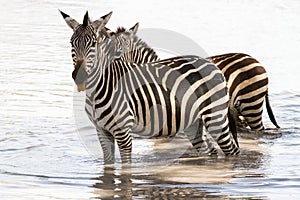 Zebra in water in Tarangire National Park, Tanzania