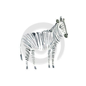 Zebra .Watercolor hand drawn illustration.White background.