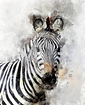 Zebra - watercolor illustration portrait