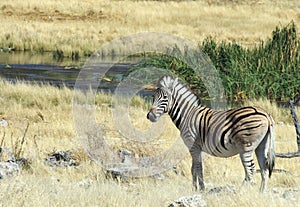 Zebra at Waterhole