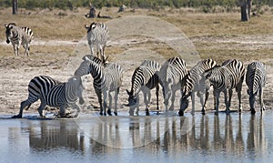 Zebra at a waterhole in Botswana