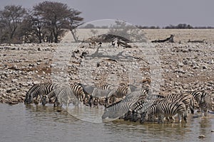 Zebra at a waterhole in Etosha National Park