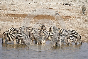 Zebra at a waterhole in Etosha National Park