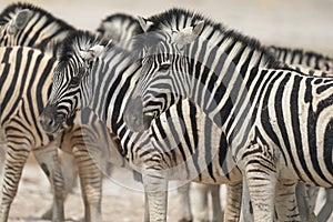 Zebra at a waterhole in Etosha National Park, Namibia