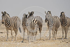 Zebra at a waterhole in Etosha National Park, Namibia