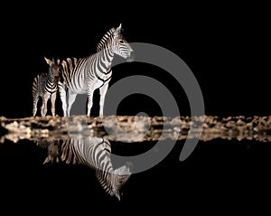 Zebra at a waterhole at night