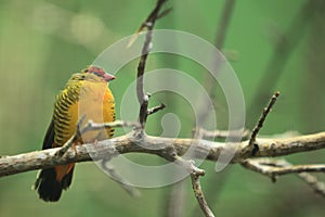 Zebra waxbill photo