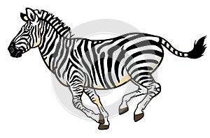 Zebra on white photo