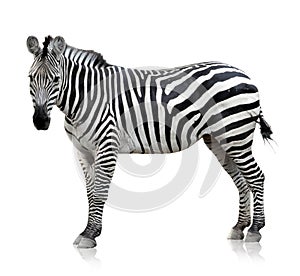 Zebra on white background