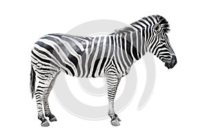 Zebra on white background isolated with clipping path