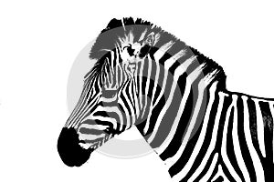 Zebra on a white background /Young male zebra isolated on white background