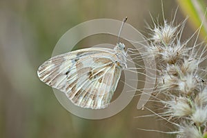 Zebra White, Pinacopteryx eriphia tritogenia