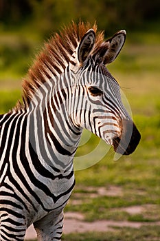 Zebra in the wild