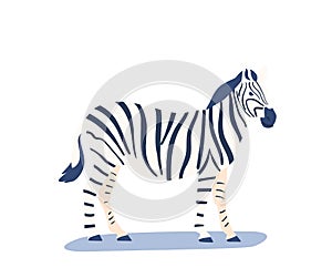 Zebra, Wild African Animal Isolated on White Background. Horse with Striped Pattern on Skin, Herbivorous Creature