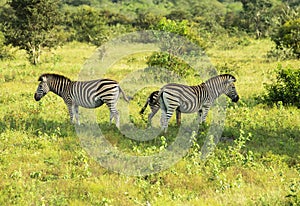 zebra wild animals iin kruger national park