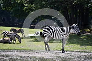 Zebra at the Wild Safari Drive-Thru Adventure at Six Flags Great Adventure in Jackson Township, New Jersey
