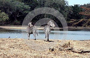 Zebra in the wild, Zambia, Africa