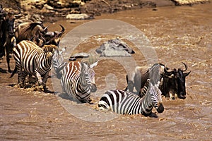 Zebra and Wildebeest