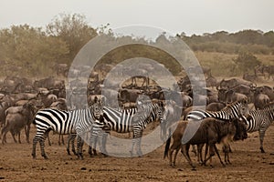 Zebra and wildebeest